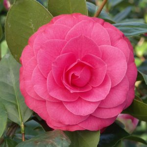 Camellia flowering shrub