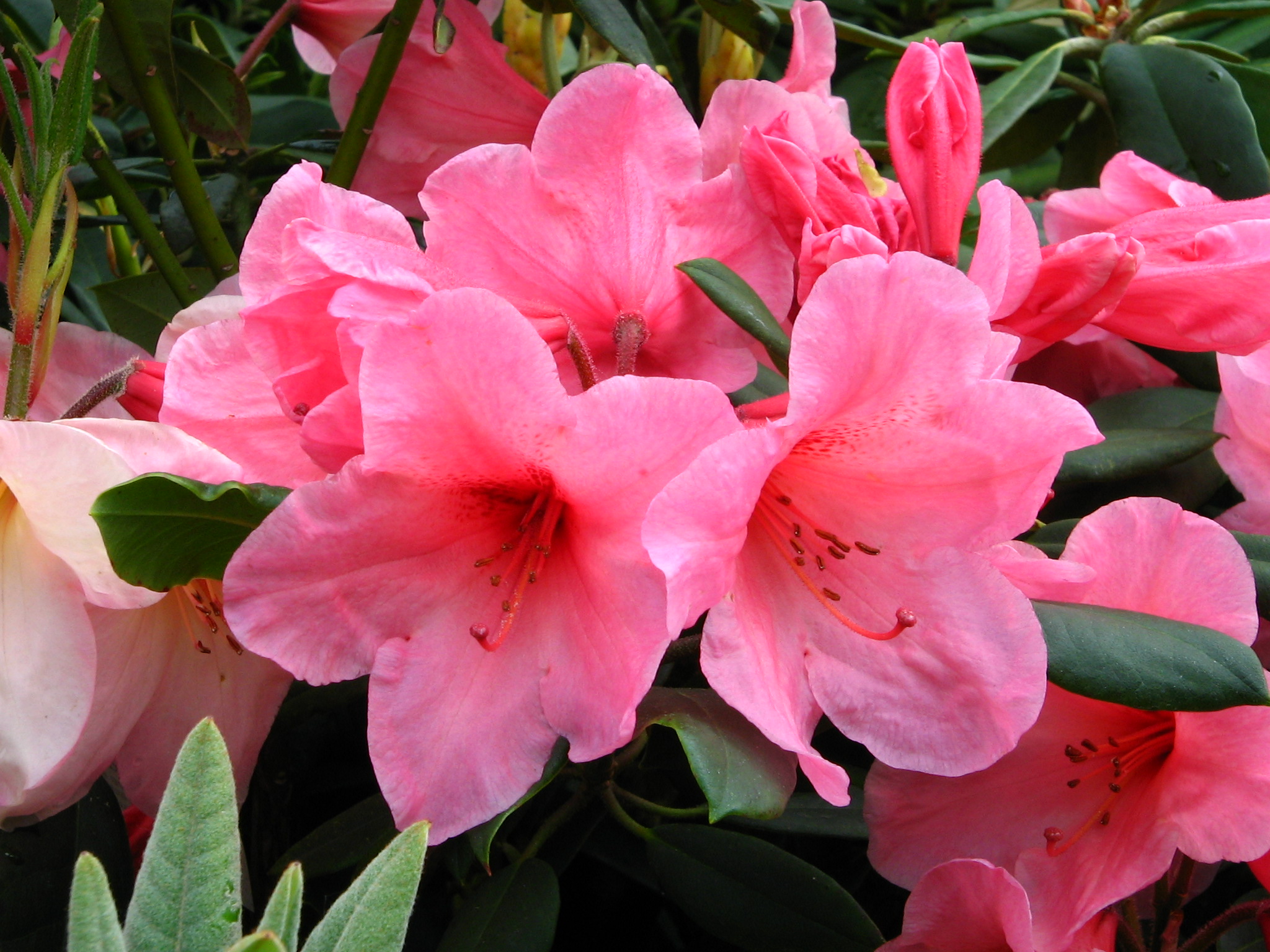 Rhododendrons And Azaleas Aylett Nurseries Visit Ayletts Garden Centre For All Your Gardening Needs