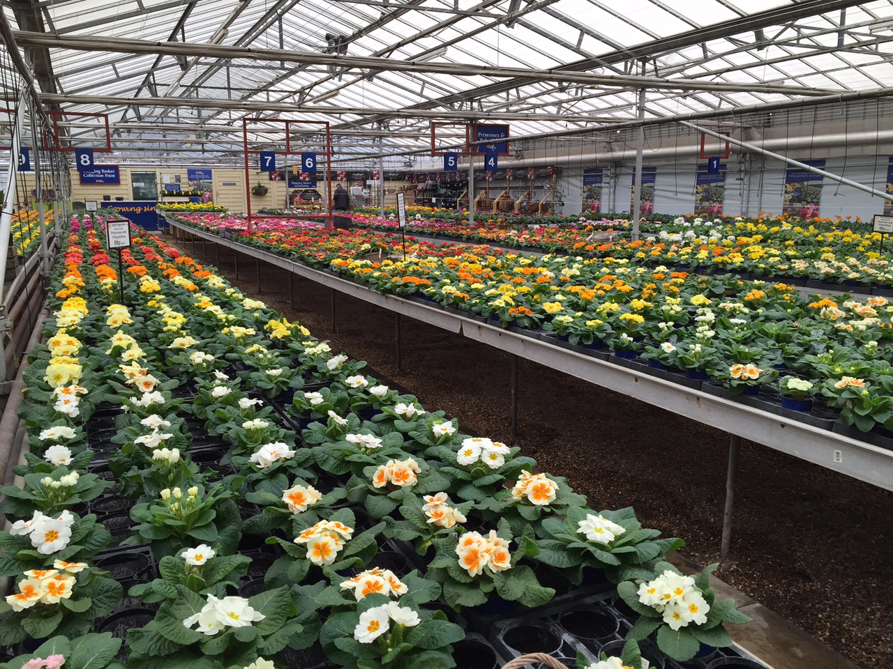 Primrose Polyanthus Aylett Nurseries Visit Ayletts Garden Centre For All Your Gardening Needs