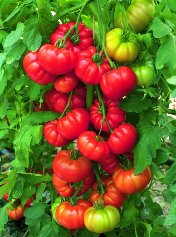 Grafted vegetable plant - tomatoes on a vine