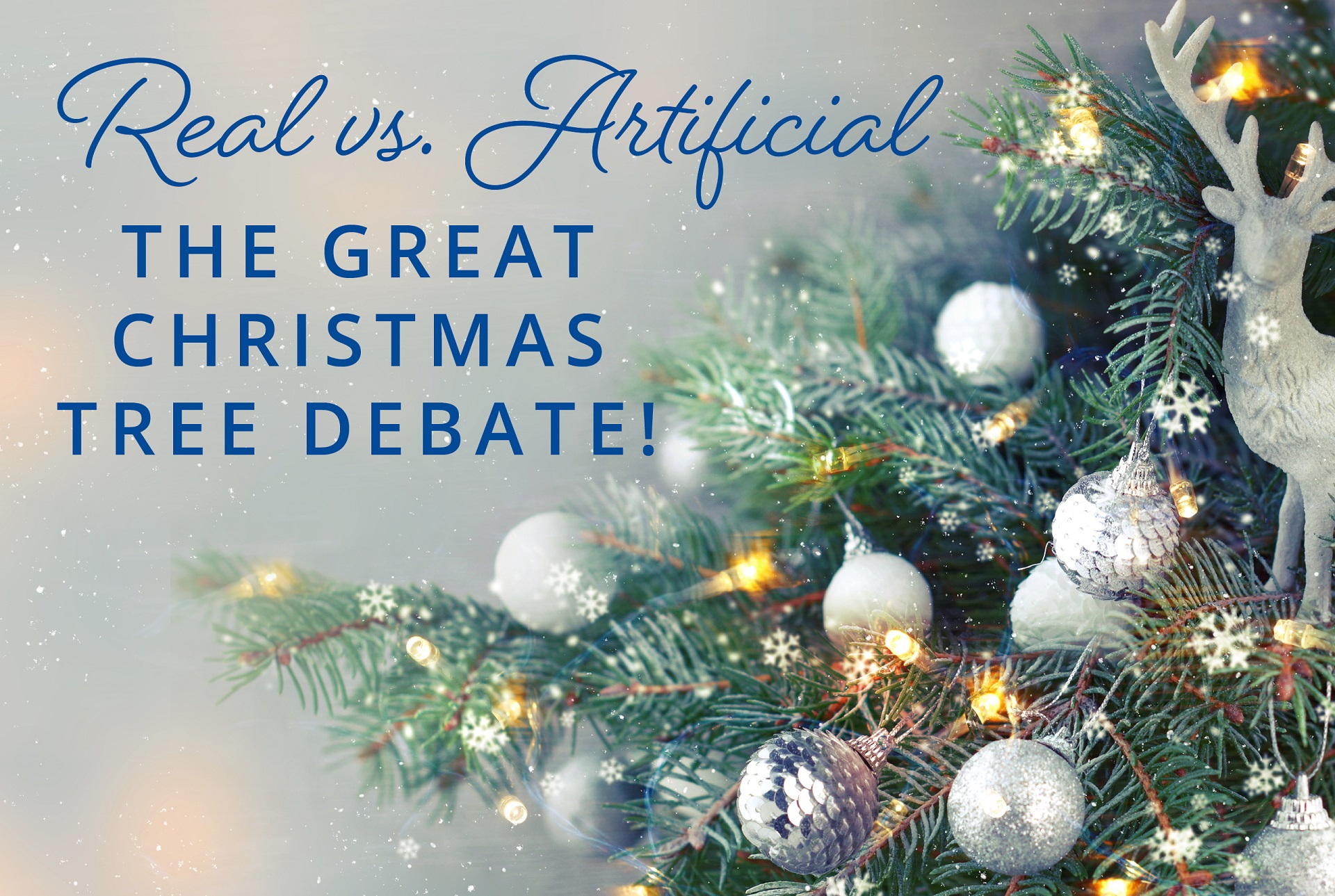 Real vs. Artificial - The Great Christmas Tree Debate! - Aylett Nurseries