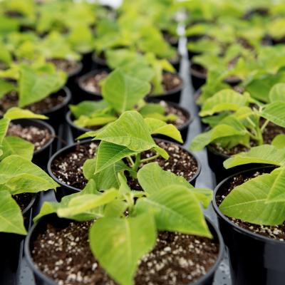 Young Poinsettia Plants