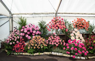 pink and salmon Dahlias in the marquee