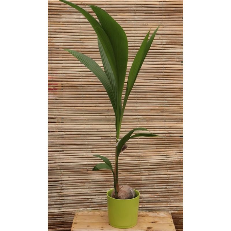 Cocos nucifera - Coconut Palm 19cm | 120cm