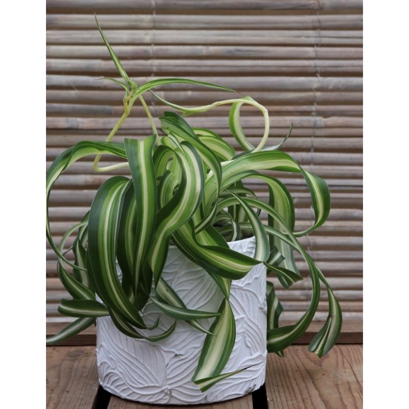 Chlorophytum comosum 'Bonnie' | Spider Plant