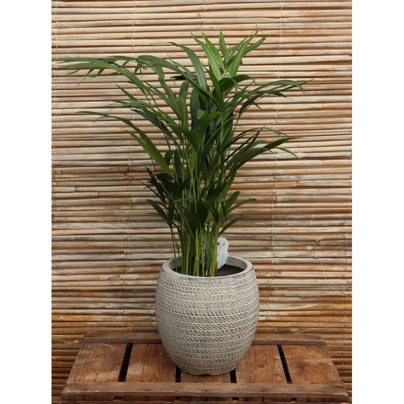 Areca Palm | Dypsis lutescens | 17cm pot