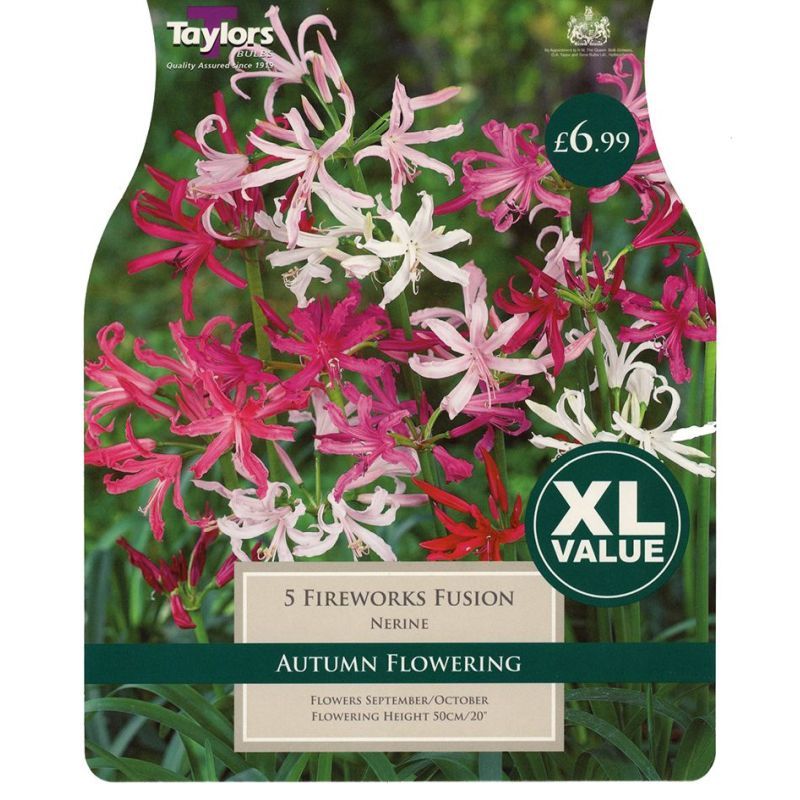 Taylors Bulbs Nerine Fireworks Fusion - 5 Bulb Pack (XL576)