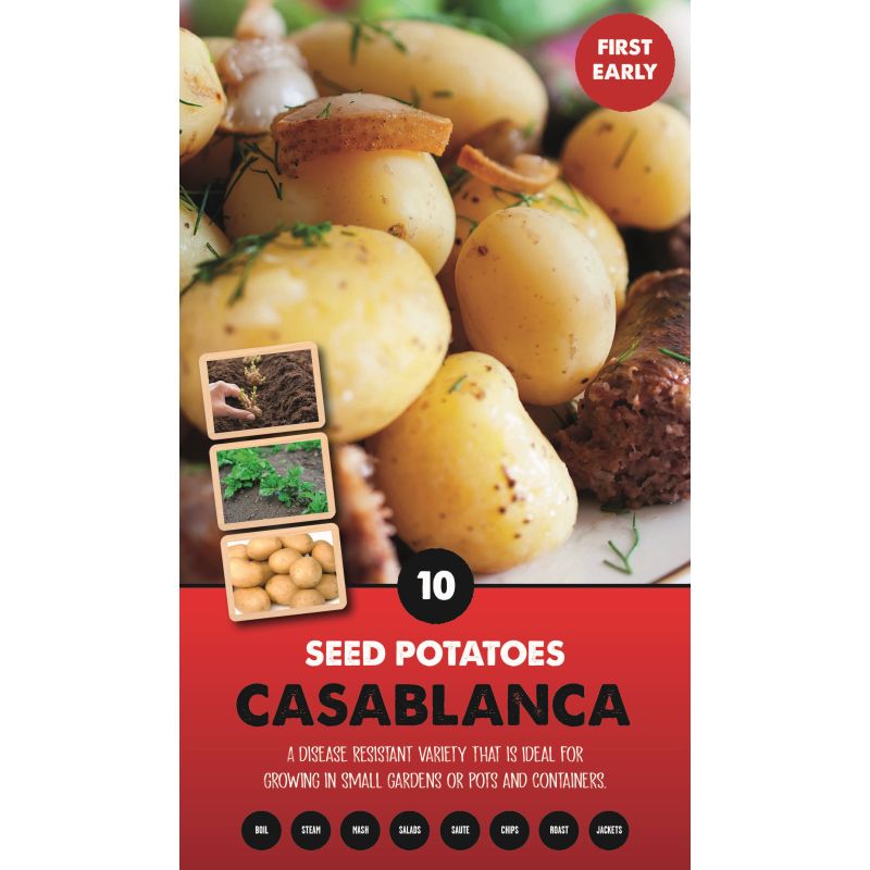 Kapiteyn | Casablanca First Early Seed Potatoes - Taster Pack (10)