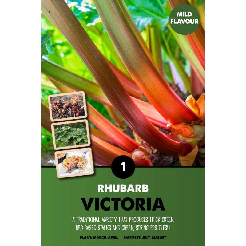 Kapiteyn | Rhubarb Victoria - 1 Pack