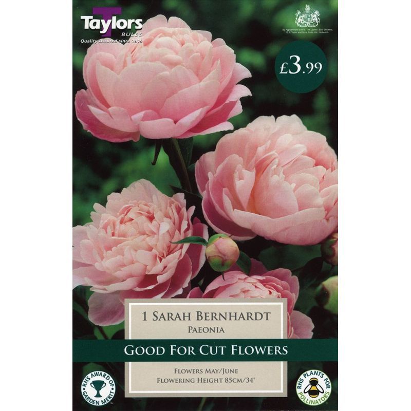 Taylors Bulbs Paeonia Sarah Bernhardt - 1 Bulb Pack (TS845)