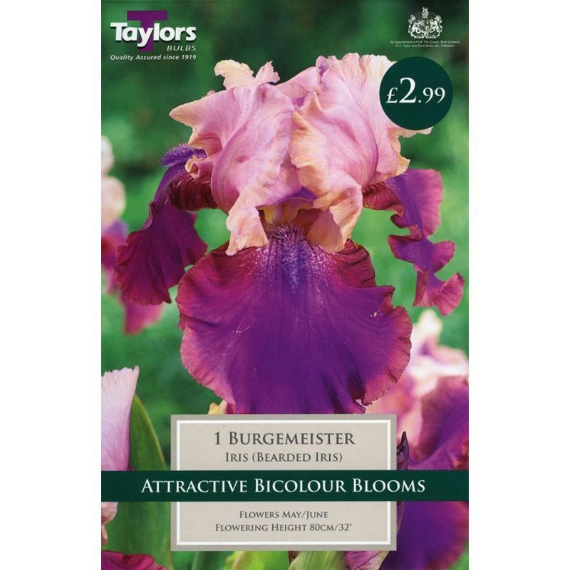 Taylors Bulbs Iris (Bearded Iris) Burgemeister - 1 Bulb Pack (TS853)