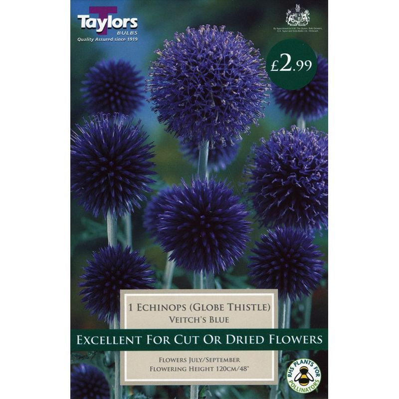 Taylors Bulbs Echinops (Globe Thistle) Veitch's Blue - 1 Bulb Pack (TS826)