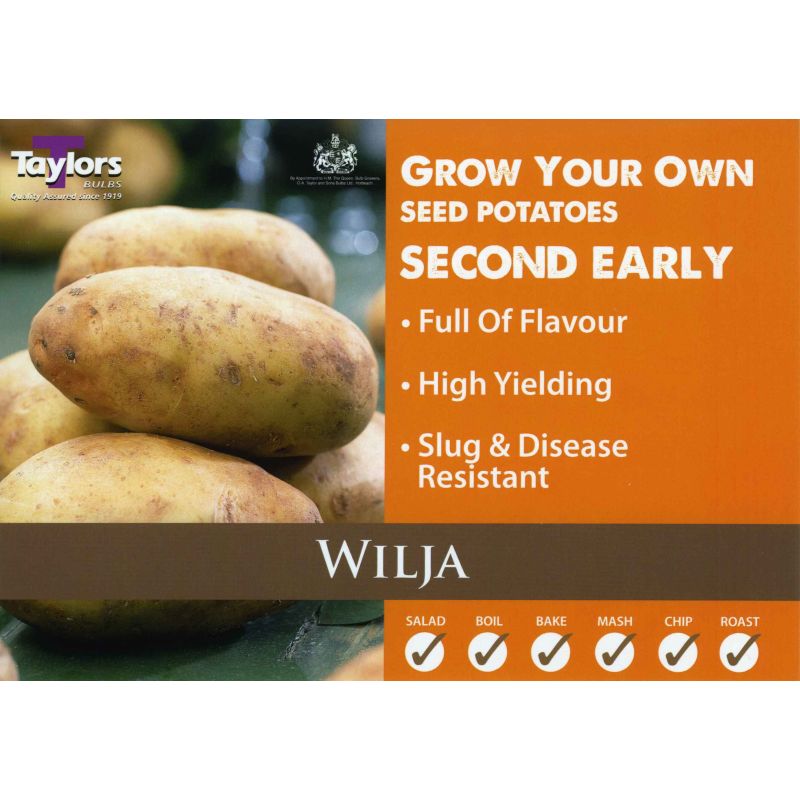 Taylors Bulbs | Wilja Second Early Seed Potatoes - 2kg Pack (VAC466)