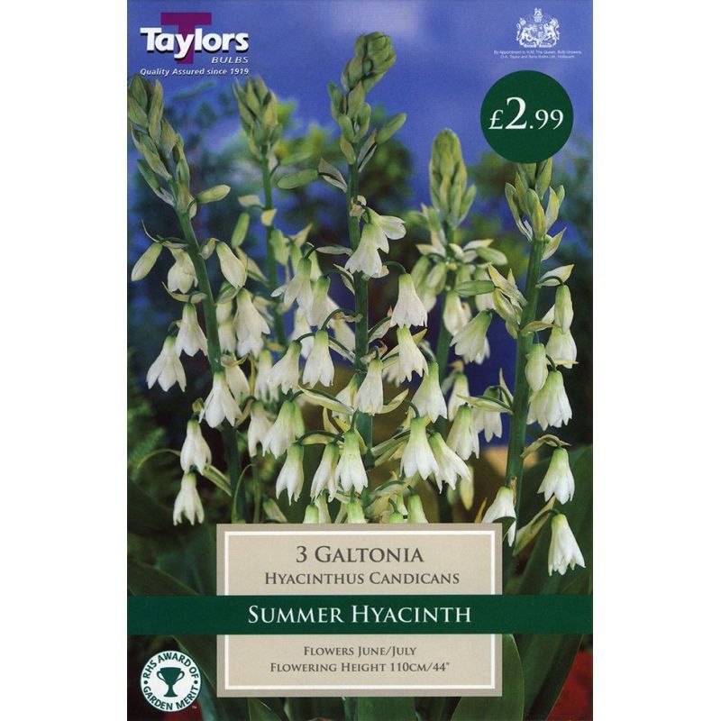 Taylors Bulbs Galtonia Hyacinthus Candicans - 3 Bulb Pack (TS739)