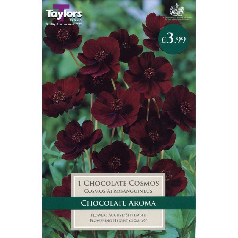 Taylors Bulbs Cosmos Atrosanguineus Chocolate Cosmos - 1 Bulb Pack (TS726)