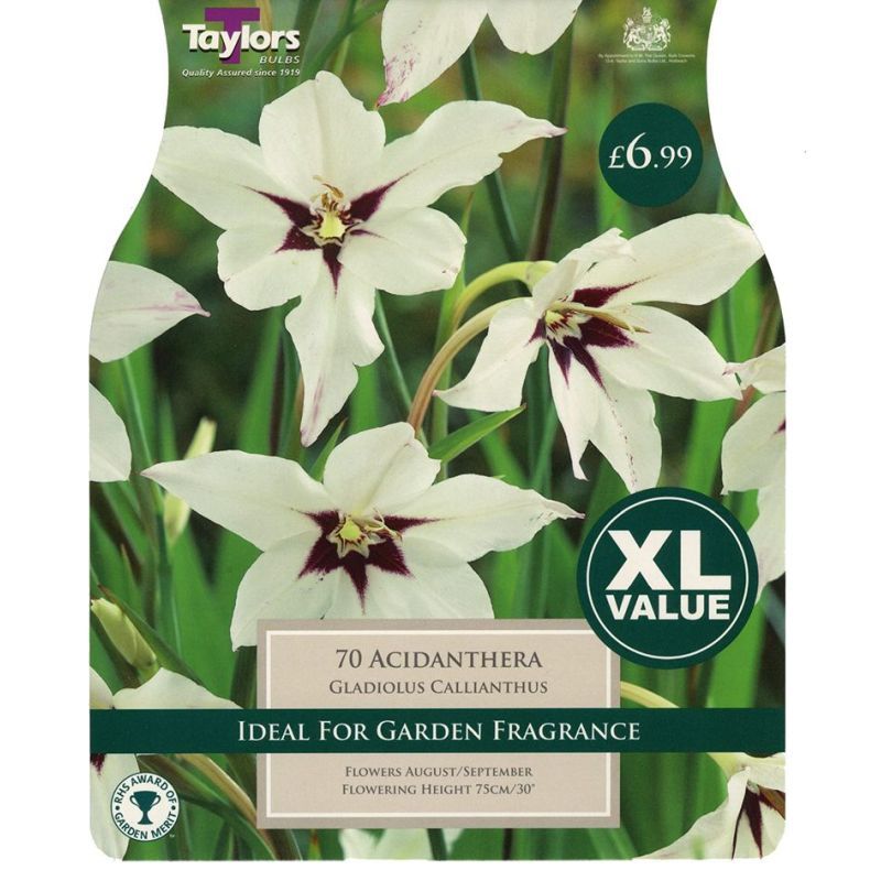 Taylors Bulbs Acidanthera Gladiolus Callianthus - 60 Bulb Pack (XL566)
