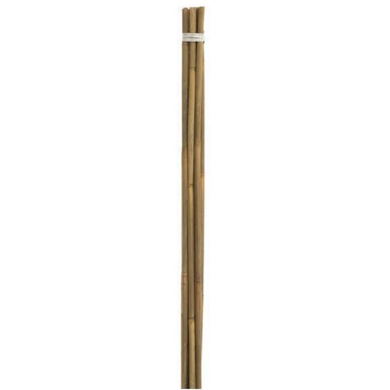 Bamboo Canes 8ft - Pack of 5