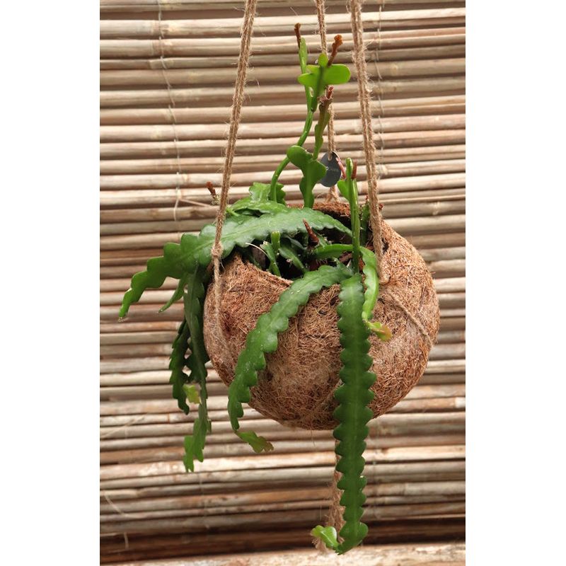 Kokodama | Epiphyllum anguliger 17cm