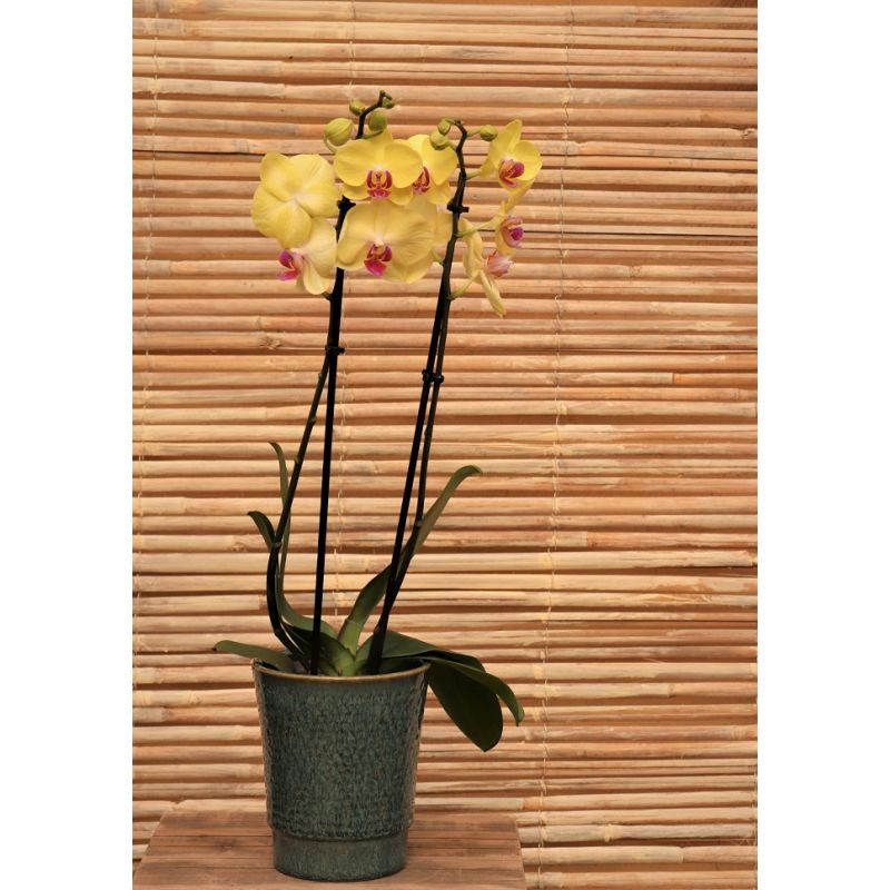 Phalaenopsis hybrid 'Miraflora' 2 Stem Yellow | 12cm - [ERROR] 'category'  record not available - Aylett Nurseries