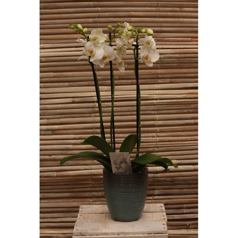 Phalaenopsis hybrid 3 Stem - White