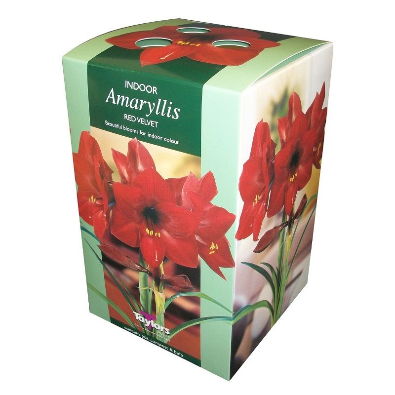 Amaryllis Bulb Kit - Red Velvet