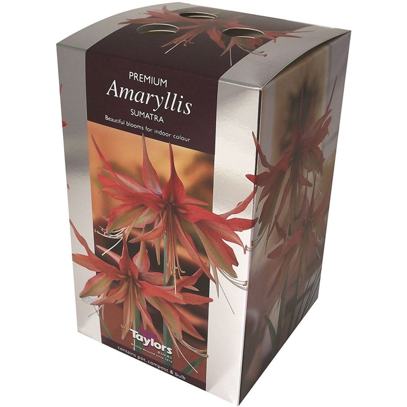 Amaryllis Bulb Kit - Sumatra