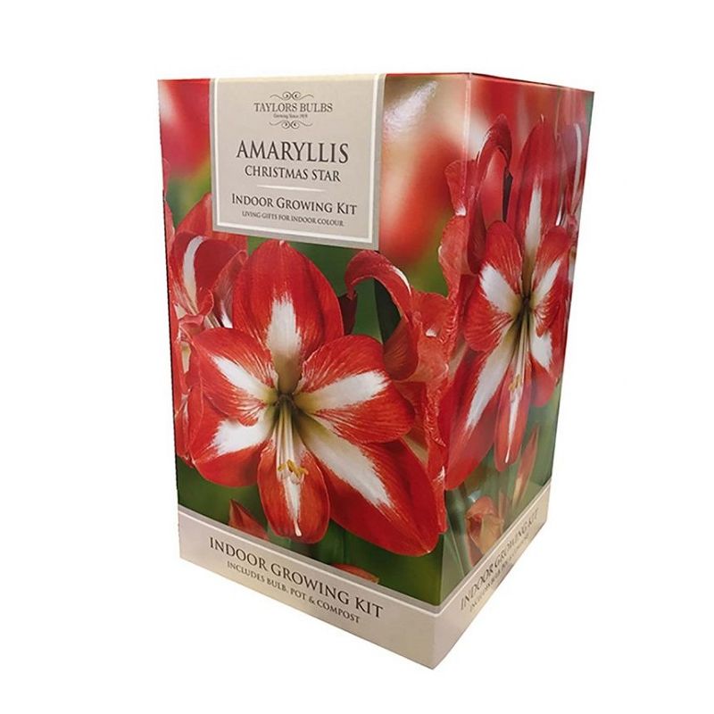 Amaryllis Bulb Kit - Christmas Star